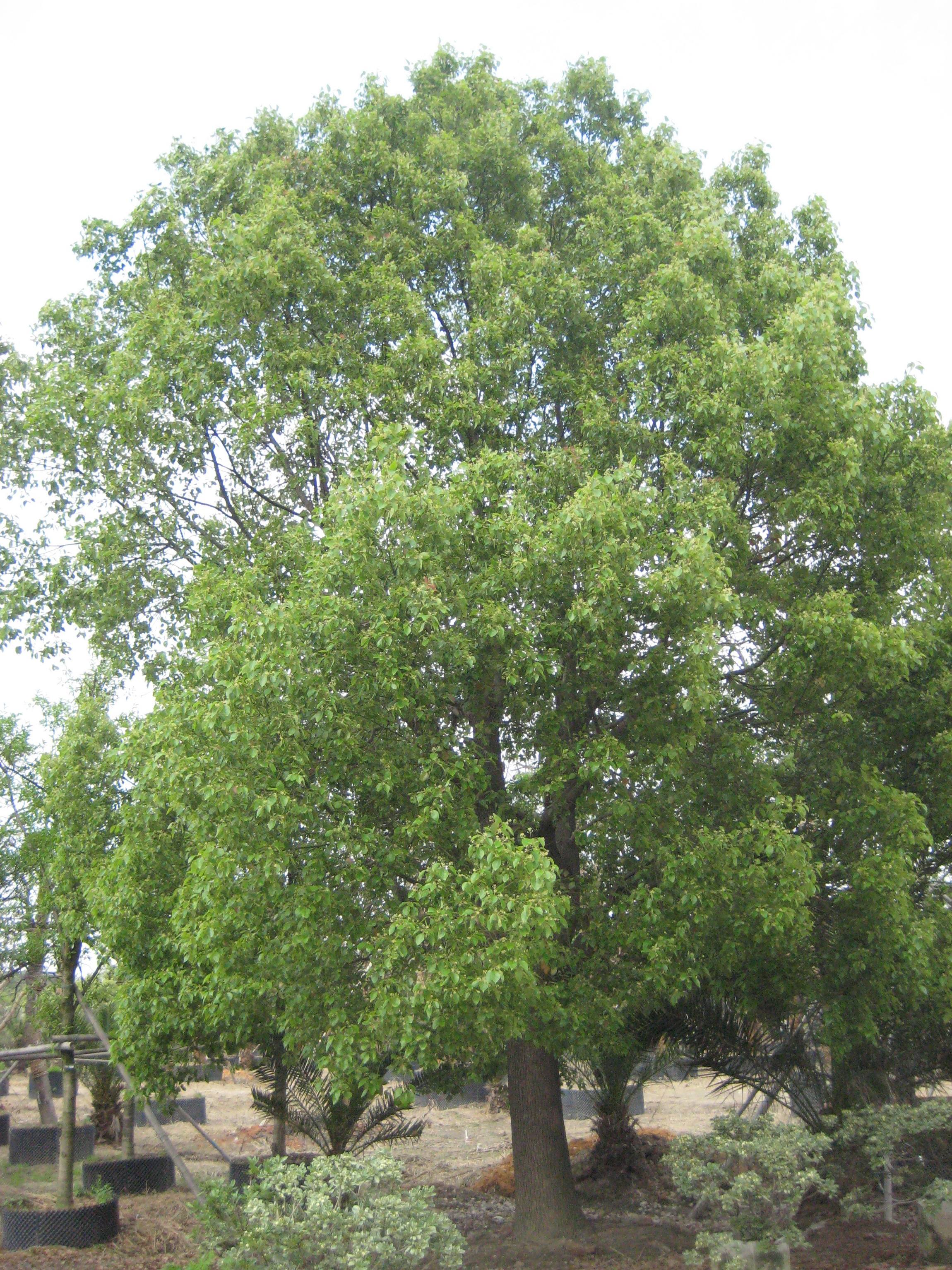 江蘇香樟，江蘇香樟種植基地，江蘇香樟種植苗圃，江蘇香樟成活率高，江蘇香樟供應(yīng)商