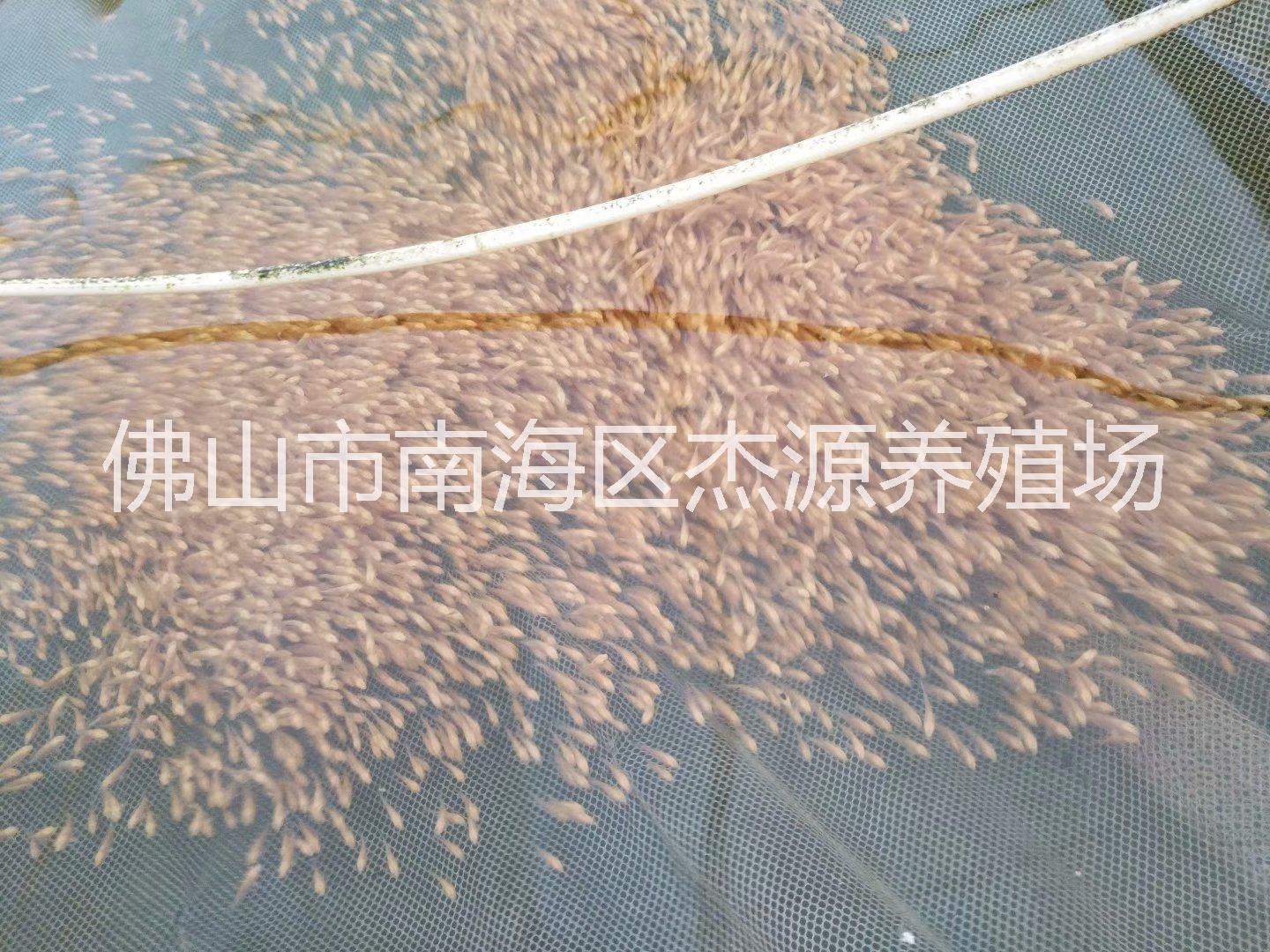 廣州地圖魚(yú)-地圖魚(yú)批發(fā)地圖魚(yú)廠(chǎng)家地圖魚(yú)繁殖場(chǎng)價(jià)格