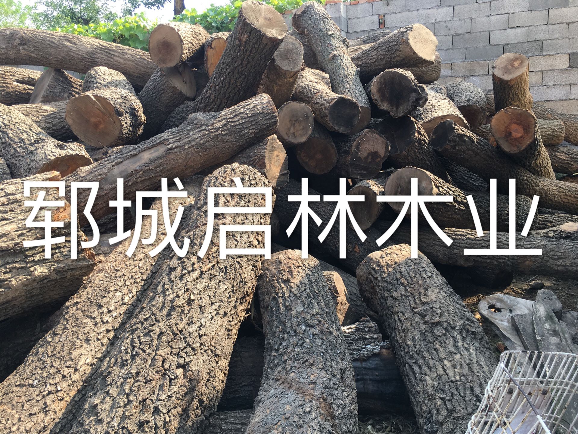 大批量出售優(yōu)質(zhì)杜梨木原木/杜梨木批發(fā)