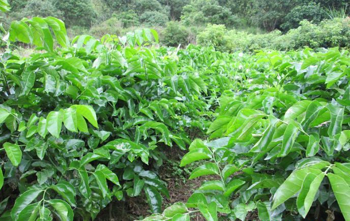 廣州黃皮柳苗木基地 出售優(yōu)質(zhì)嫁接黃皮苗價(jià)格