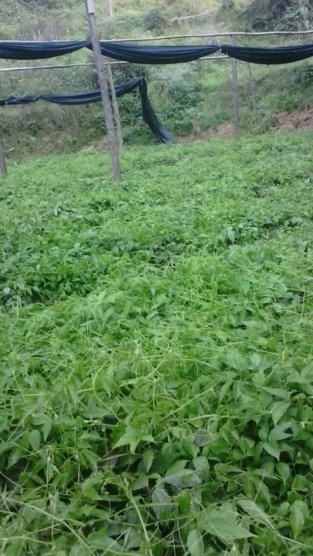 貴州*種植基地 三葉青 黃精 鬼羽箭 白芨 等優(yōu)質(zhì)產(chǎn)品 貴州*廠家 貴州三葉青批發(fā)