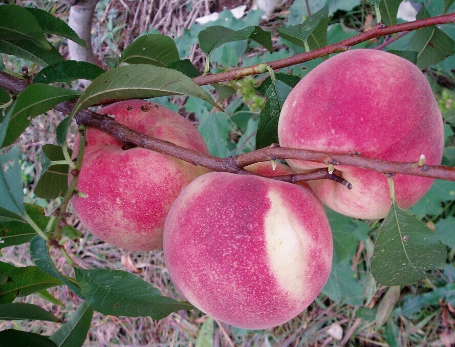 秋 彤 桃，桃樹品種，桃樹新品種，新品種桃樹苗