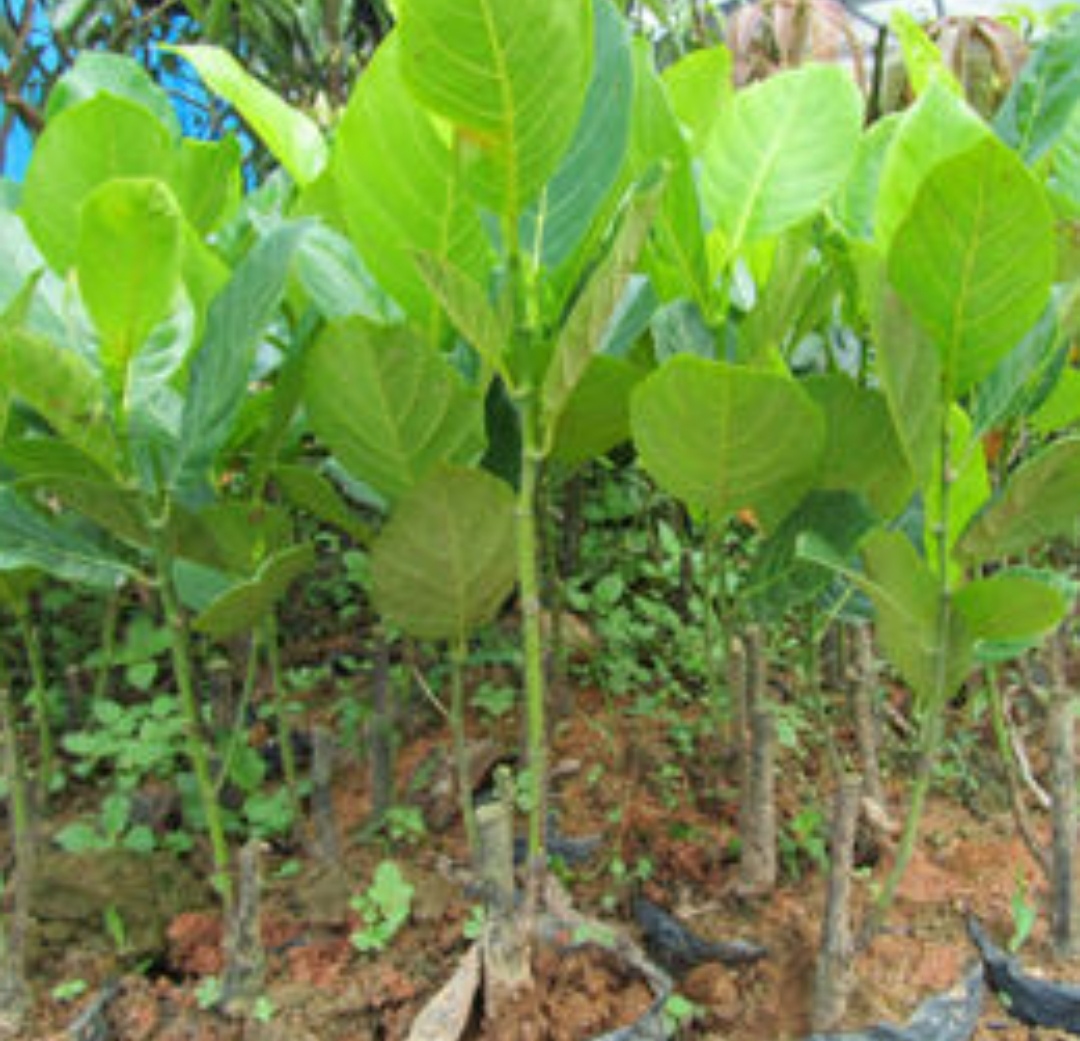 廣州黃皮苗直銷基地 黃皮果樹苗市場(chǎng)價(jià)多少錢一棵