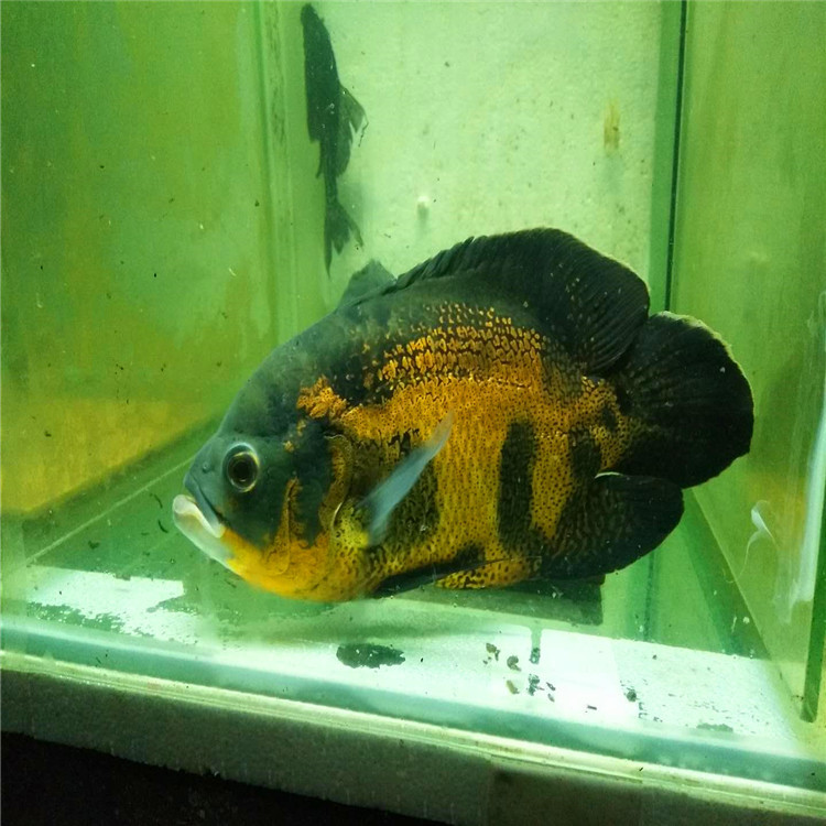 黑地圖種魚-黑地圖種魚廠家批發(fā)價格報價/廣州地圖魚繁殖場