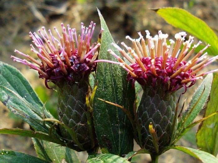 白術種植新技術 白術種植新技術訂購熱線：13856700038