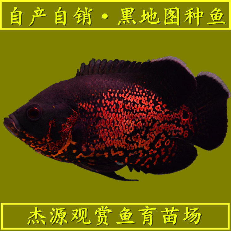 黑地圖種魚-黑地圖種魚廠家批發(fā)價格報價/廣州地圖魚繁殖場
