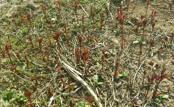 鳳丹 專業(yè)種植鳳丹 訂購(gòu)熱線：13856700038