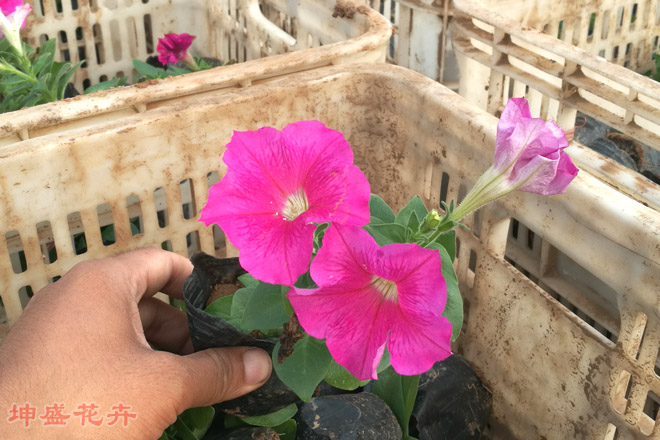 山東青州花卉批發(fā)市場,青州時令花卉種植基地,花卉批發(fā)價格怎么樣