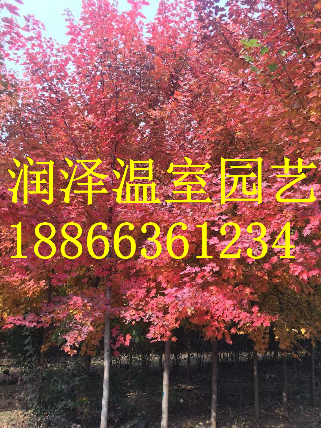 【北美黑胡桃樹\美國胡桃木樹\歐洲丁香小金\北美丁香莎萱\美國金葉皂角】 胡桃木樹