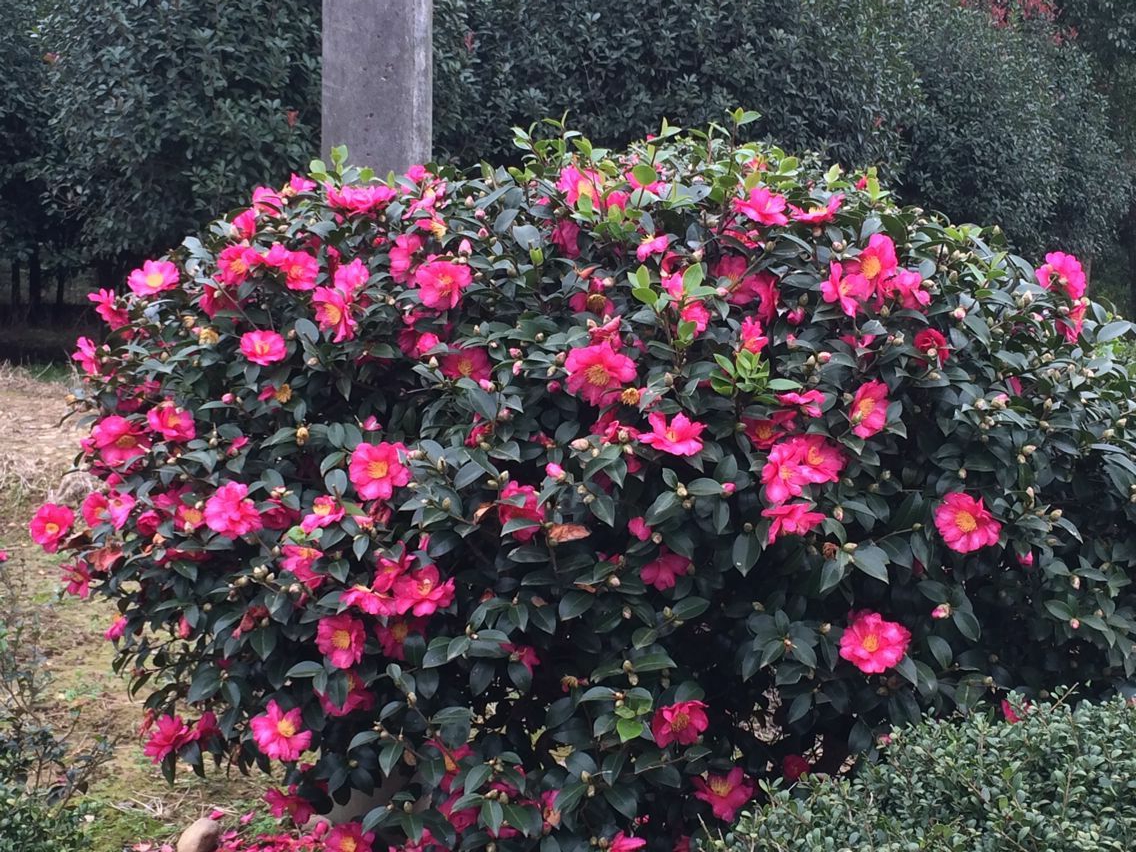 茶梅球 一米茶梅球