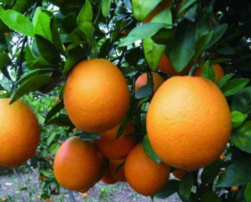 重慶青秋臍橙苗-重慶青秋臍橙苗基地/哪里有賣廠家批發(fā)價格