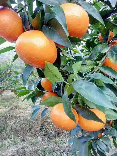 重慶無核沃柑苗-重慶無核沃柑苗基地/哪里有賣廠家批發(fā)價(jià)格