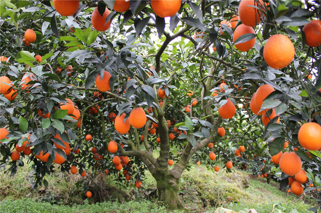 重慶紐荷臍橙苗-重慶紐荷臍橙苗基地/廠家批發(fā)價格