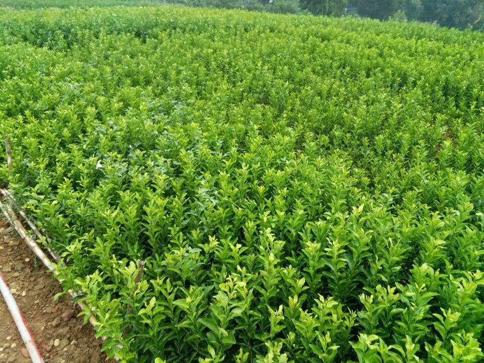 重慶金葵砂糖橘-重慶金葵砂糖橘基地/廠家批發(fā)價(jià)格報(bào)價(jià)