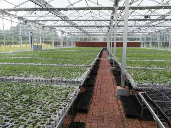 小型玻璃育苗溫室，育苗溫室，小型玻璃育苗溫室【圖片】，玻璃育苗溫室都有哪些設(shè)備