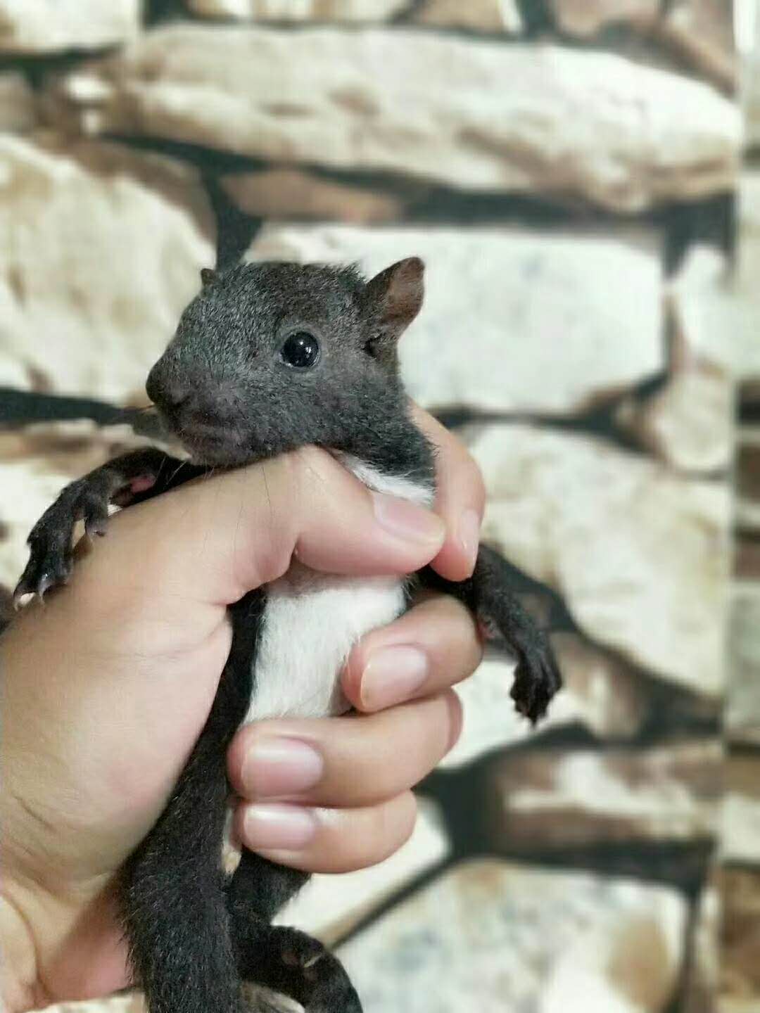 魔王*幼崽好養(yǎng)嗎，濟(jì)南哪里有賣2019魔王*幼崽