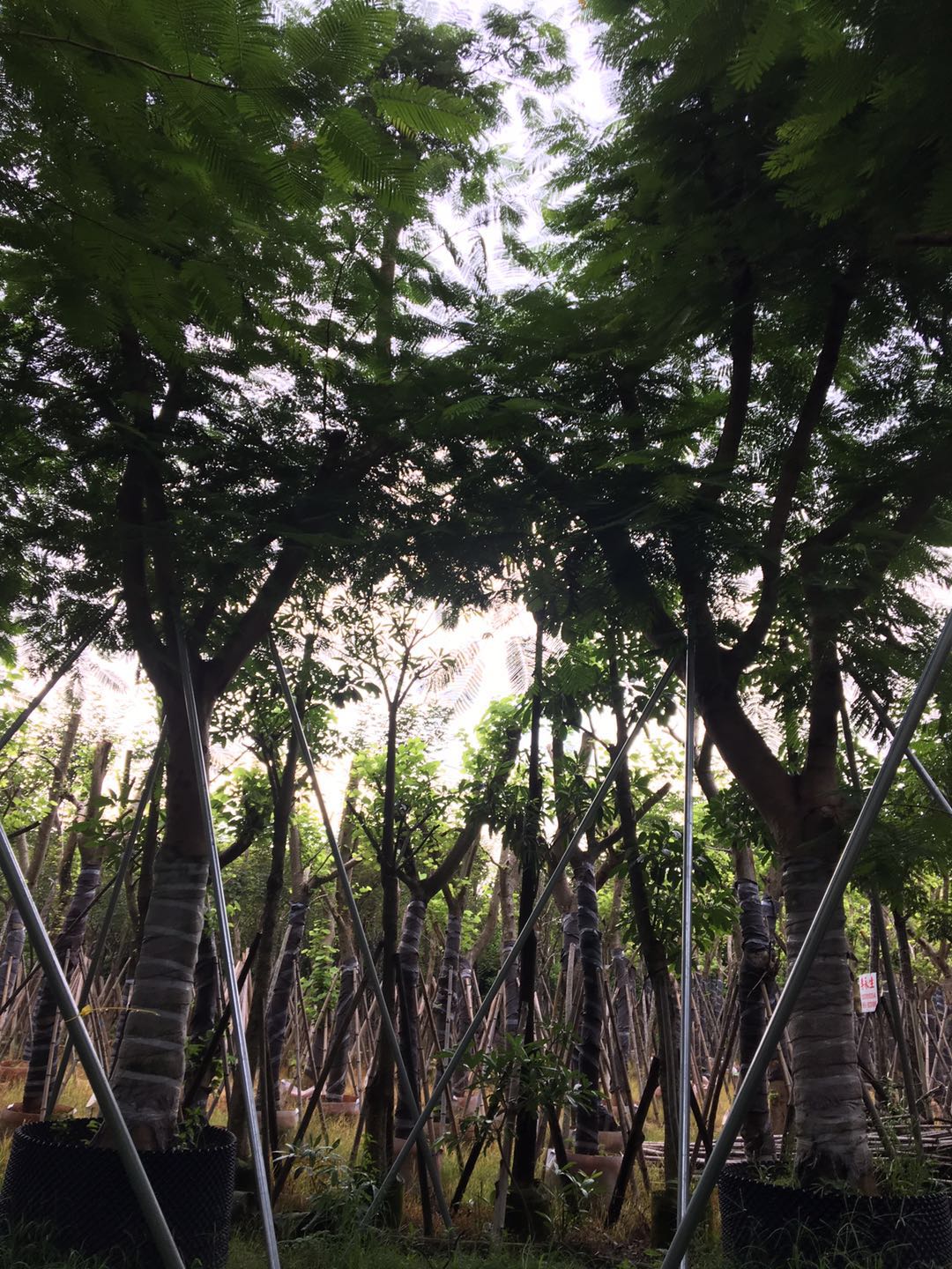鳳凰木 鳳凰木批發(fā) 鳳凰木批發(fā)價格 鳳凰木種植 鳳凰木種植基地 揭陽鳳凰木 鳳凰木多少錢 揭陽鳳凰木哪家好 鳳凰木供貨商