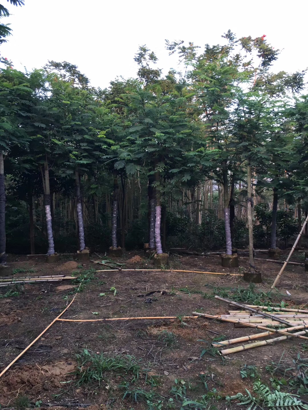 揭陽南洋楹 南洋楹種植 南洋楹種植基地 南洋楹哪家好 南洋楹多少錢 南洋楹批發(fā) 揭陽南洋楹哪家好 普寧南洋楹哪家好