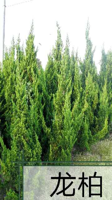 浙江合歡價格-浙江合歡小苗基地/廠家批發(fā)報價