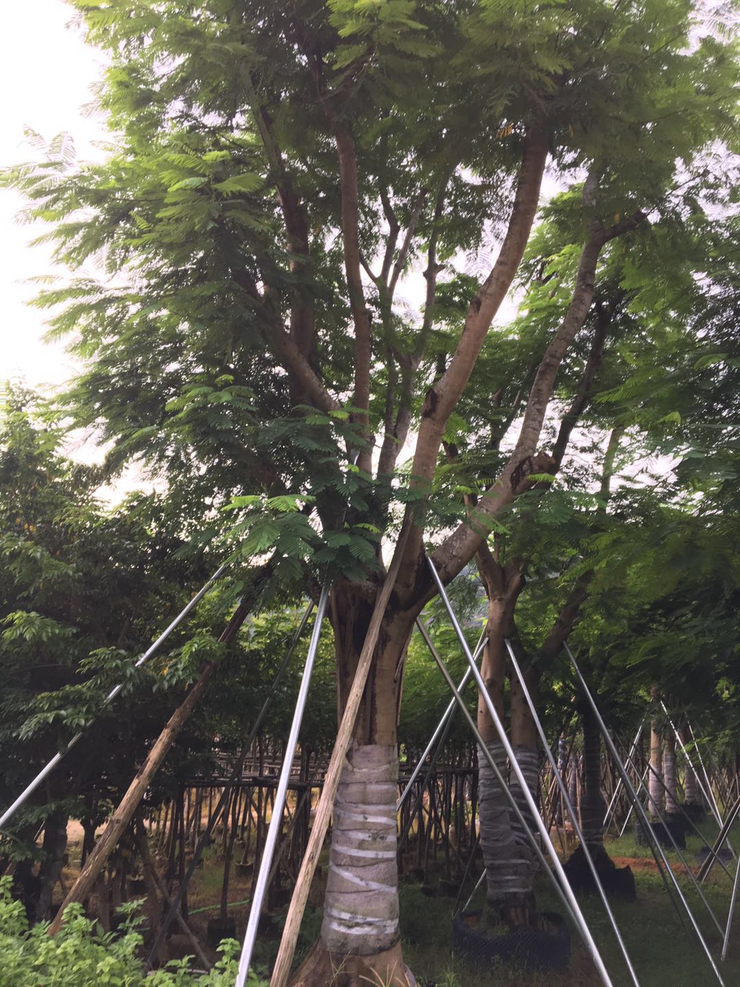 鳳凰樹 鳳凰樹種植基地 鳳凰樹批發(fā) 鳳凰樹批發(fā)價(jià)格 普寧鳳凰樹 普寧鳳凰樹哪家好 揭陽鳳凰樹 揭陽鳳凰樹哪家好 鳳凰樹