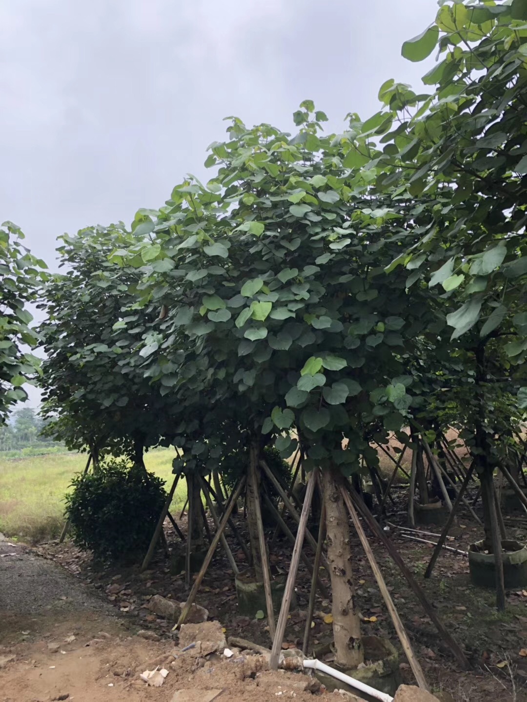 揭陽(yáng)黃槿 黃槿價(jià)格 黃槿批發(fā) 黃槿種植 揭陽(yáng)黃槿種植場(chǎng) 揭陽(yáng)黃槿哪家好 黃槿批發(fā)價(jià)格 黃槿供貨商 黃槿報(bào)價(jià) 普寧黃槿價(jià)格