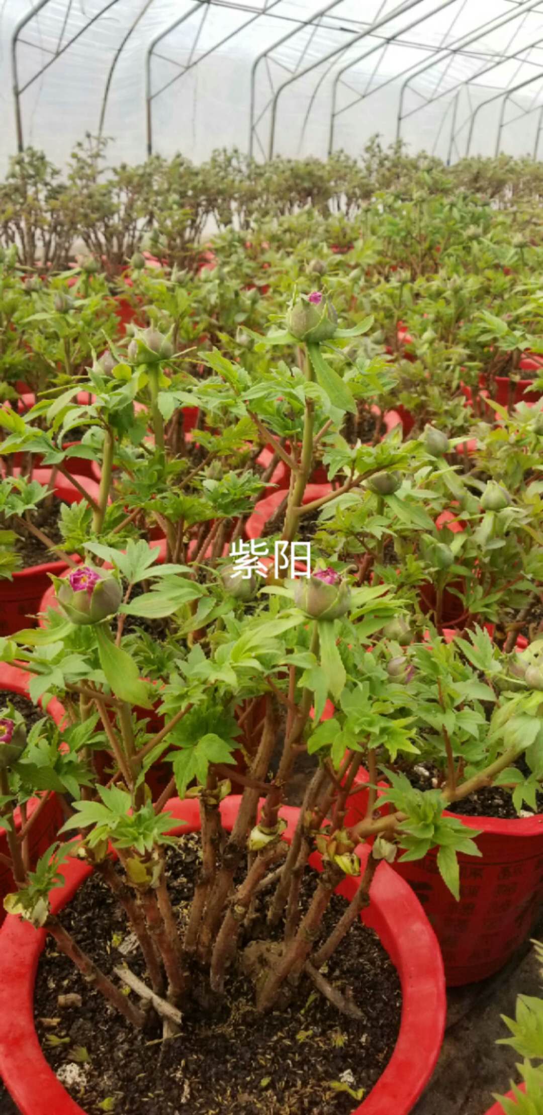 *催花牡丹、春節(jié)觀賞牡丹盆栽、菏澤牡丹批發(fā)