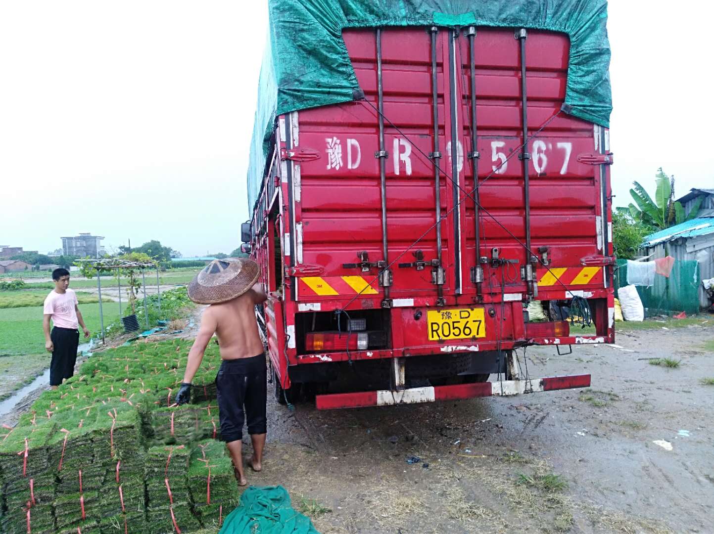 廣東臺(tái)灣卷草廠家 優(yōu)質(zhì)臺(tái)灣卷草