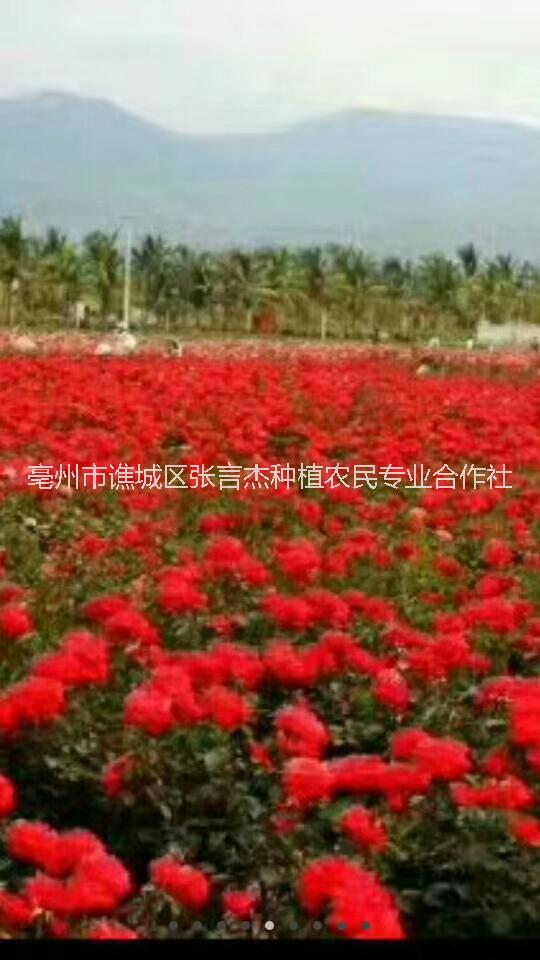 雞冠花種子種植方法，雞冠花種子批發(fā)價(jià)格 雞冠花種子種植方法，批發(fā)價(jià)格 雞冠花種子種植方法及批發(fā)價(jià)格