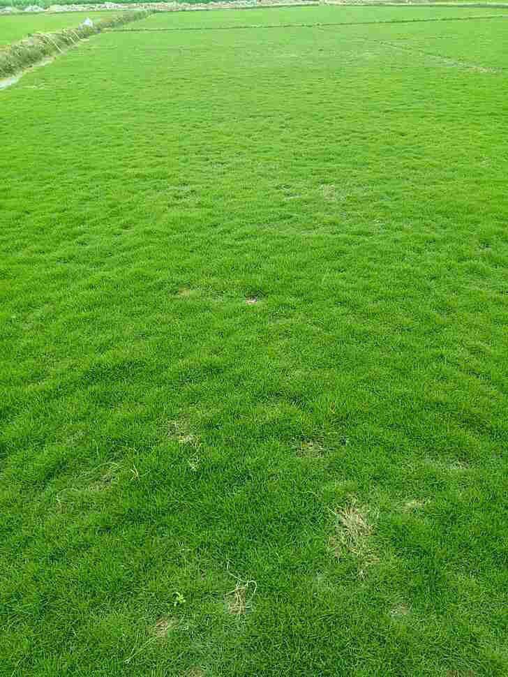 廣東蘭引三號草廠家 蘭引三號草的形態(tài)特征 優(yōu)質(zhì)蘭引三號草