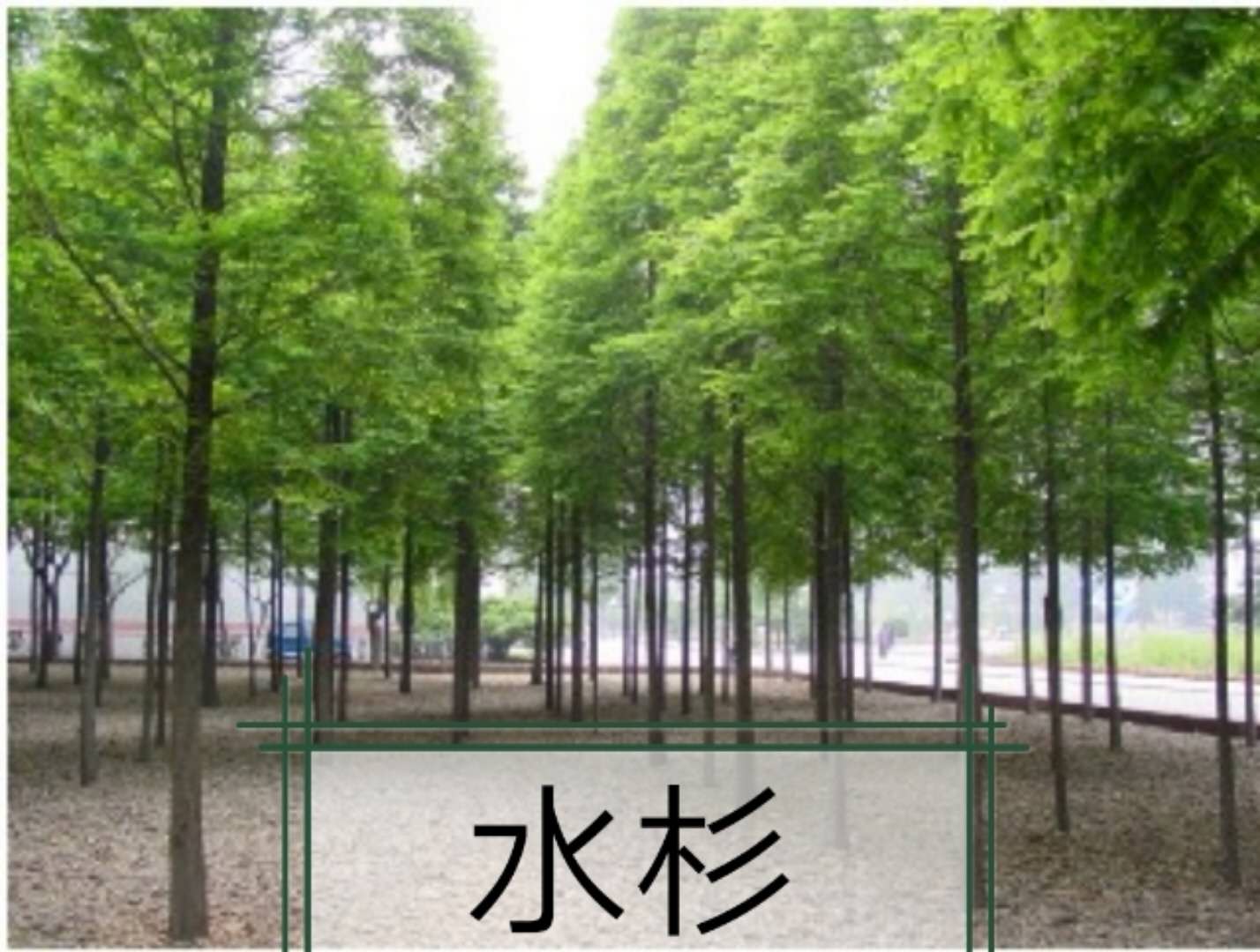 寧波余姚垂絲海棠基地，垂絲海棠供貨商，垂絲海棠批發(fā)報價