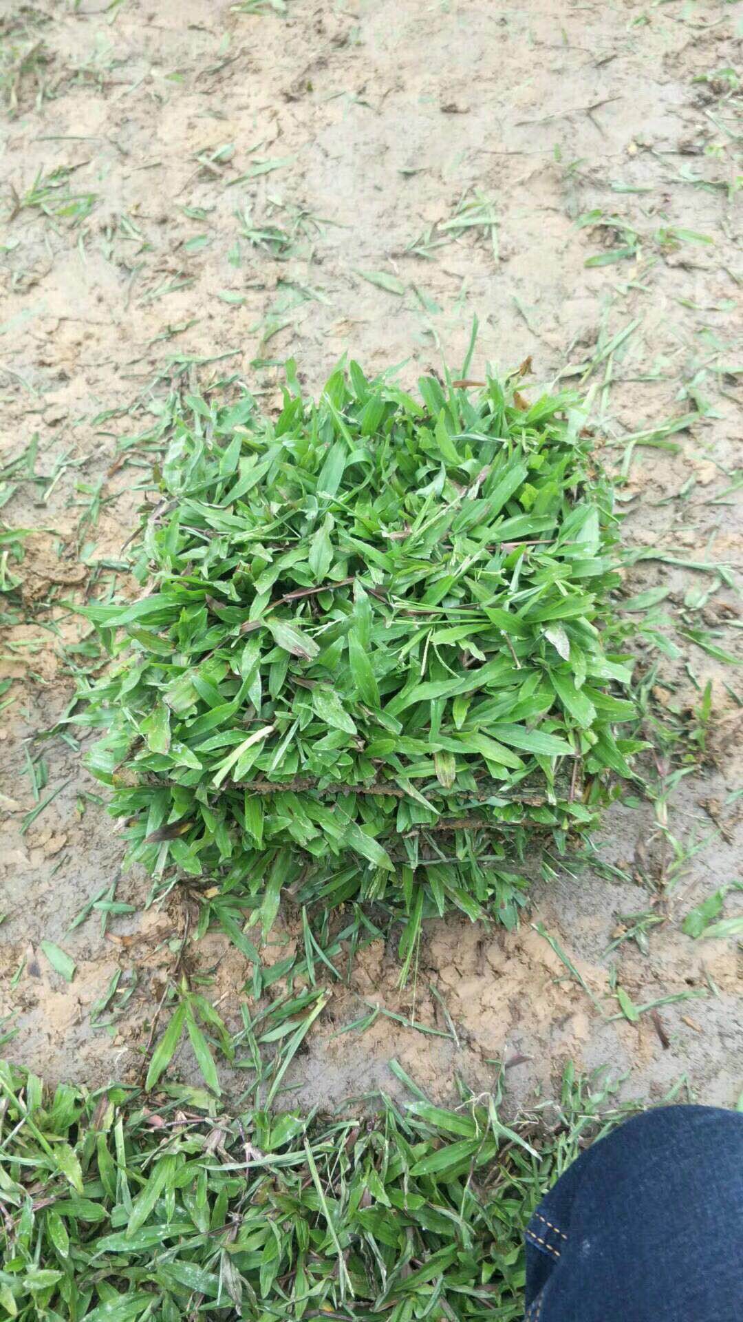 供應(yīng)臺(tái)灣草皮  臺(tái)灣草皮的種植方式 優(yōu)質(zhì)臺(tái)灣草皮