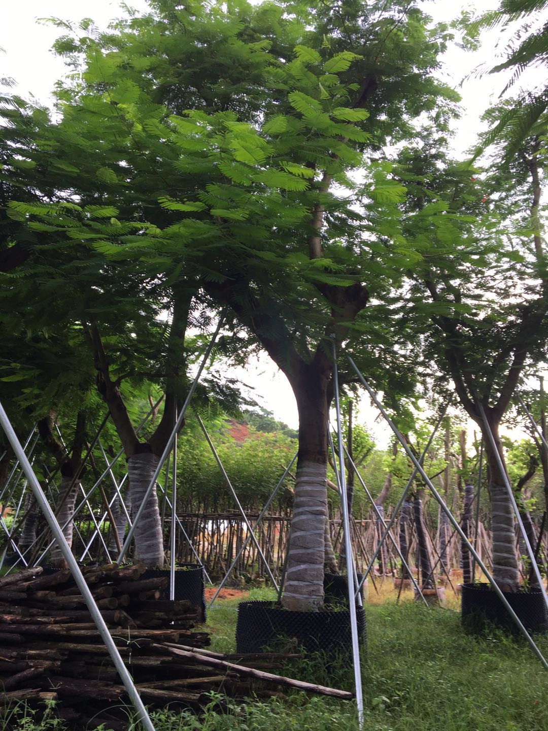 鳳凰木 鳳凰木批發(fā) 鳳凰木批發(fā)價格 鳳凰木種植 鳳凰木種植基地 揭陽鳳凰木 鳳凰木多少錢 揭陽鳳凰木哪家好 鳳凰木供貨商