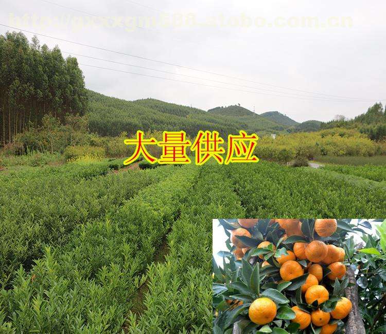 湖南南豐蜜桔苗-湖南南豐蜜桔苗基地/廠家批發(fā)價(jià)格報(bào)價(jià)