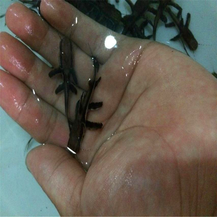 鞍山鴨嘴鯊-鴨嘴鯊廠家 鴨嘴鯊價格 鴨嘴鯊批發(fā)