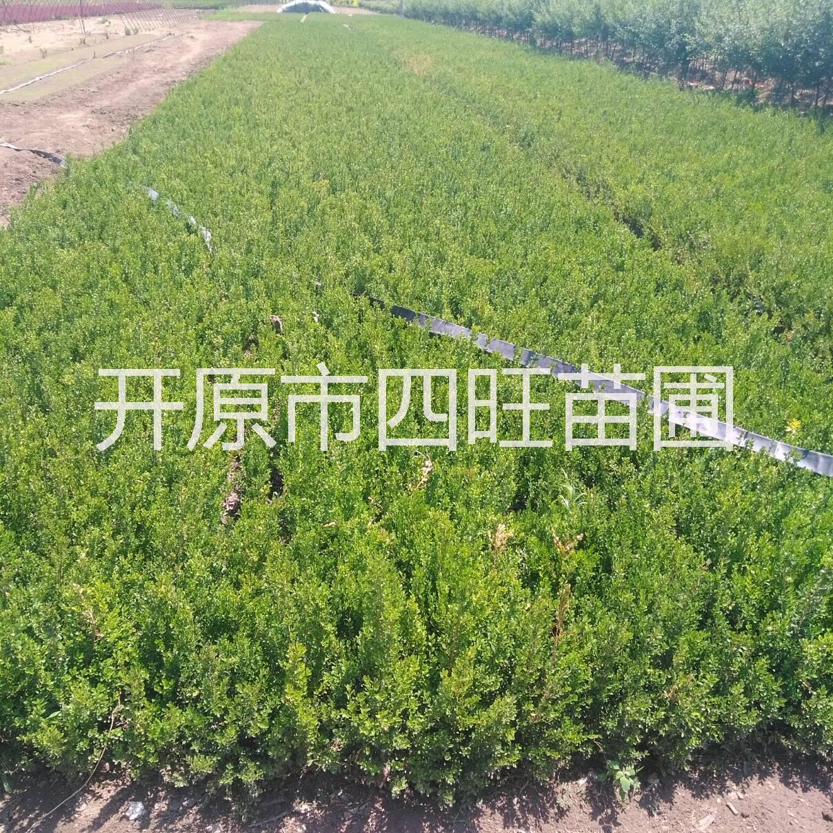 東北遼寧供應瓜子黃楊小葉朝鮮黃楊綠籬苗播種小苗*惠