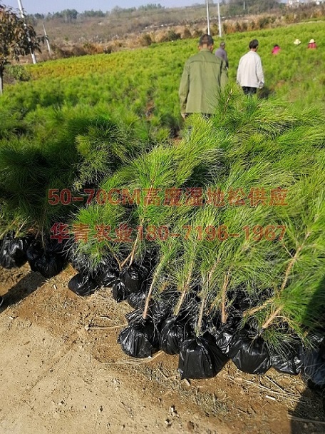 濕地松小苗批發(fā)-湖北華青農(nóng)業(yè)濕地松基地