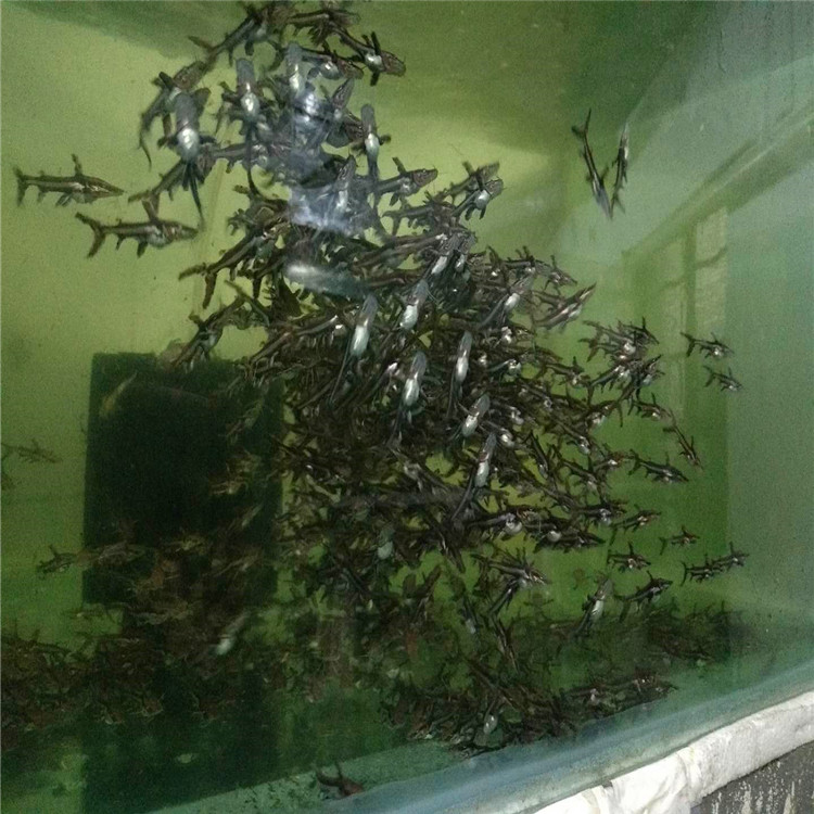 烏魯木齊鴨嘴鯊-鴨嘴鯊廠(chǎng)家 鴨嘴鯊價(jià)格 鴨嘴鯊批發(fā)