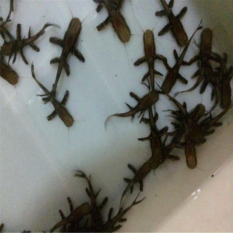 烏魯木齊鴨嘴鯊-鴨嘴鯊廠(chǎng)家 鴨嘴鯊價(jià)格 鴨嘴鯊批發(fā)