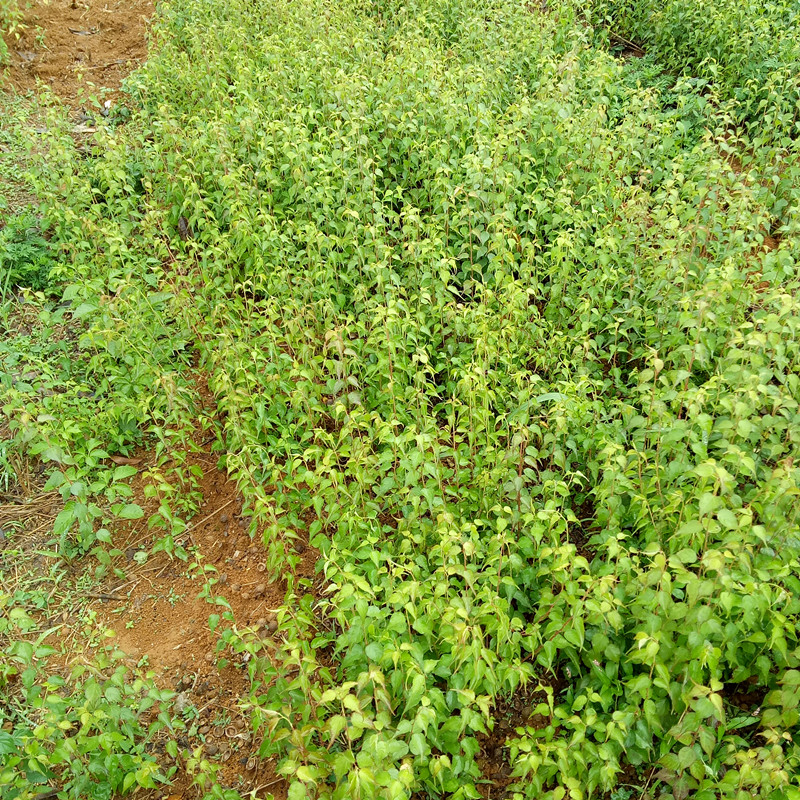 青梅苗批發(fā)商  桂林青梅苗基地  福建青梅苗批發(fā)