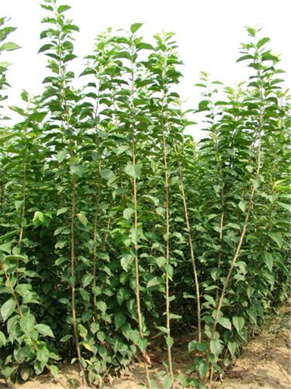 玉櫻花小苗成活率高 批發(fā)基地 顏色純正廠家批發(fā)