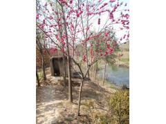 紅葉李基地供速生 基地專業(yè)培育 專業(yè)種植