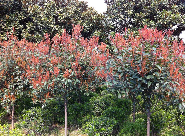 紅葉石楠 基地專業(yè)多年種植經(jīng)驗(yàn) 成活率高