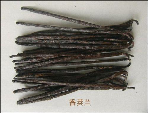 香莢蘭