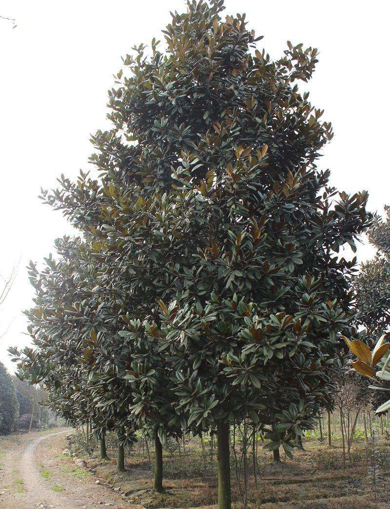 河南廣玉蘭銷售 基地批發(fā) 量大從優(yōu)