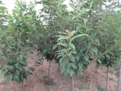 玉櫻花小苗成活率高 批發(fā)基地 顏色純正廠家批發(fā)