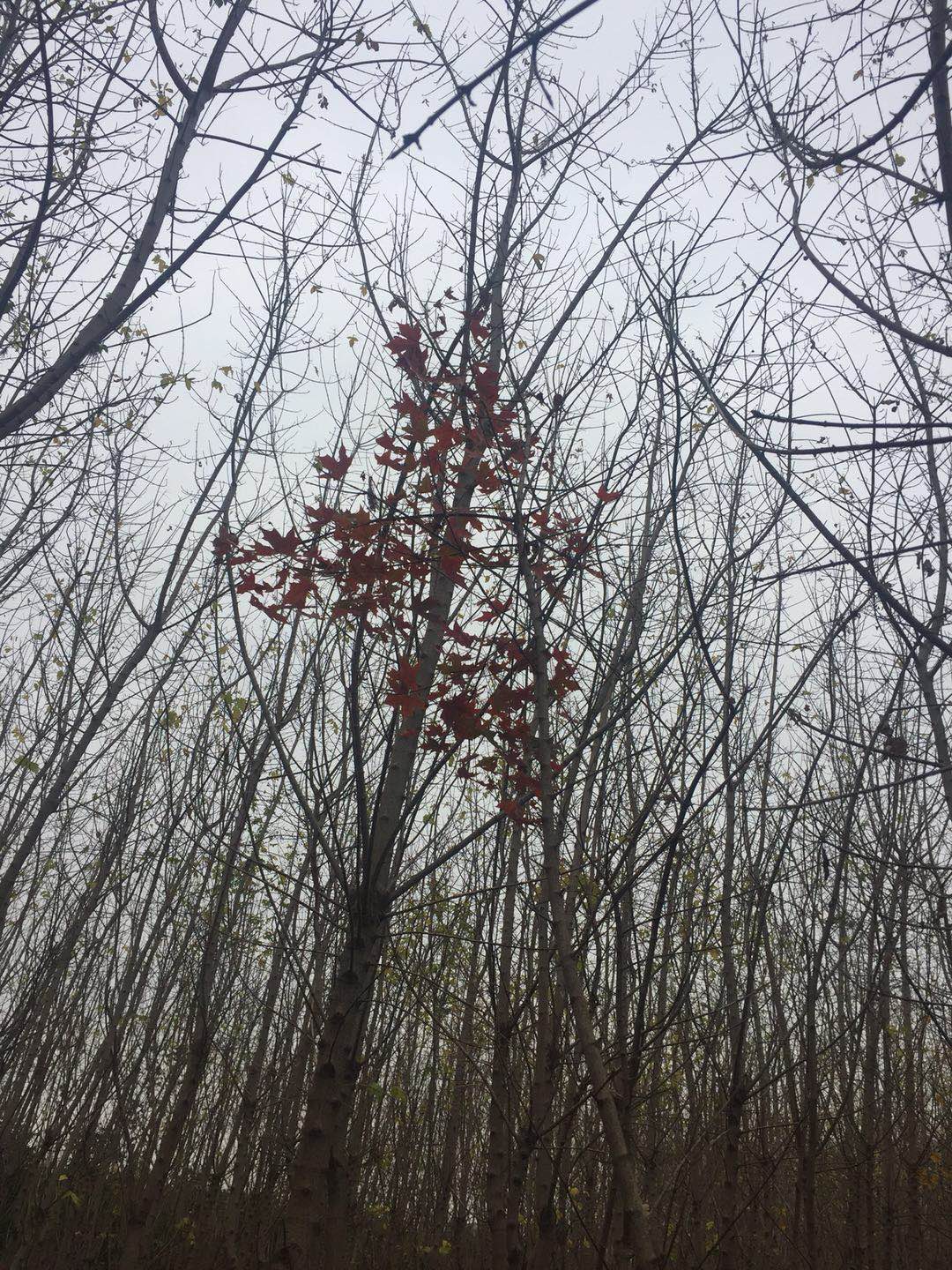 五角楓種植基地價(jià)格比較