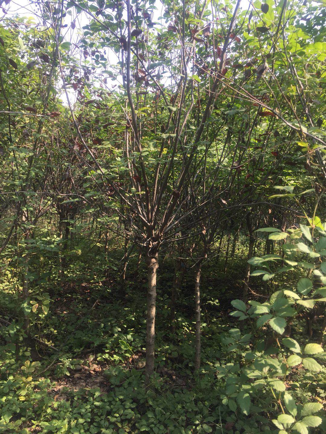 河南紫葉矮櫻種植基地直銷