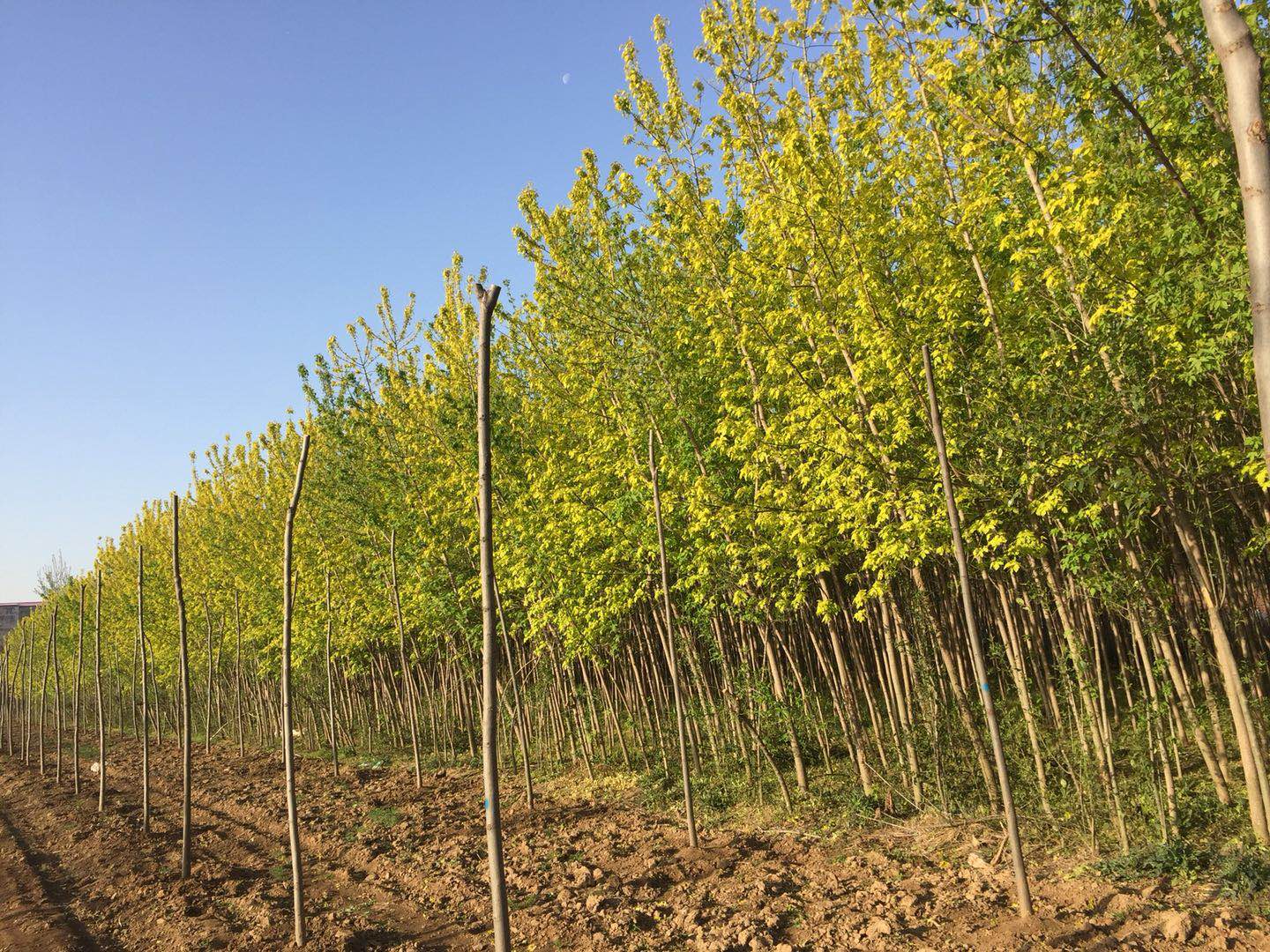 河南金葉復(fù)葉槭種植基地直銷