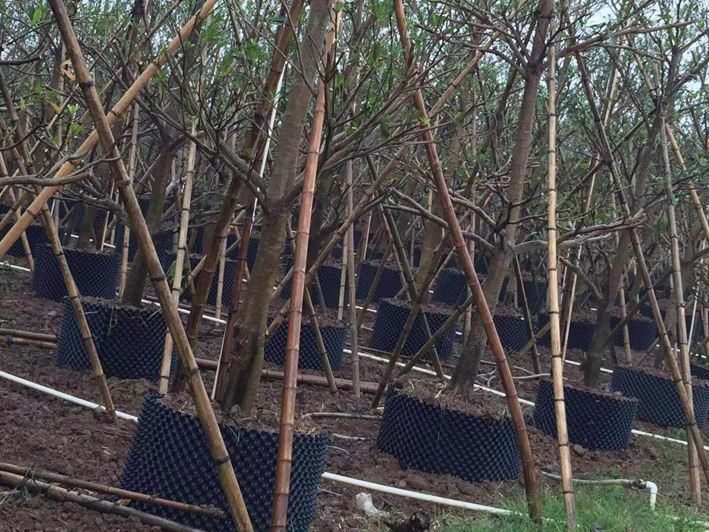 園林資材快速育苗控根容器 育苗控根器