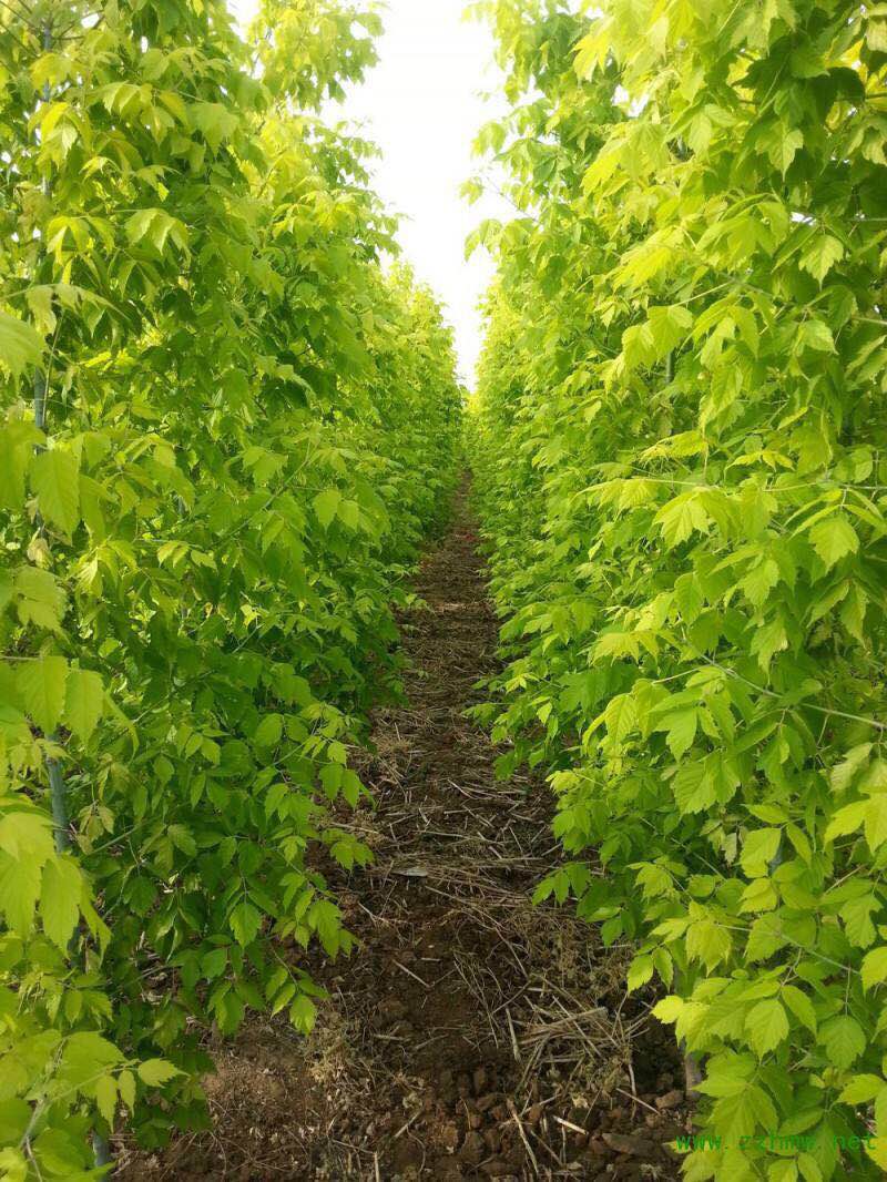 河南金葉復(fù)葉槭種植基地直銷